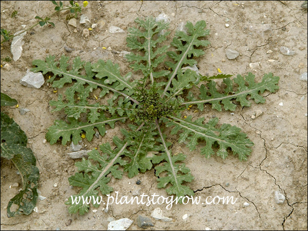 The first 4 images were taken of plants growing on a rough graded yard, where I was doing a landscape job.  They were growing happily of hard packed dry clay.